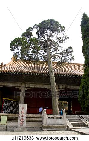 Asia, China, Shandong, Qufu, The Temple of Confucius View Large Photo Image Stock Image - Asia, China, Shandong, Qufu, The Temple of Confucius. Fotosearch