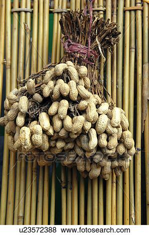 Bunch of peanuts hanging on bamboo sticks, Taiwan View Large Photo Image Stock Photo - Bunch of peanuts hanging on bamboo sticks, Taiwan. Fotosearch