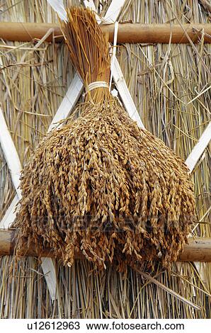 Stock Image - Bunch of rice hanging on a thatched, Taiwan. Fotosearch