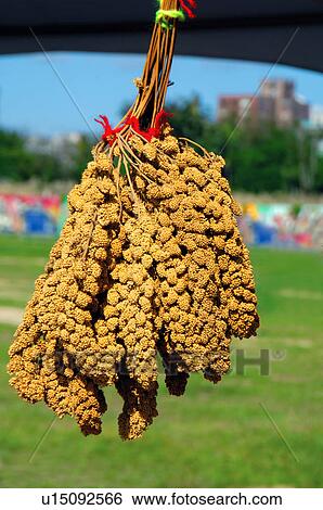 Stock Photograph - Close-up of a bunch of food grain, Taiwan. Fotosearch