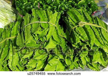 Stock Photography - Close-up of leaf vegetable, Taiwan. Fotosearch