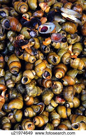 Close-up of roasted escargots, Taiwan View Large Photo Image Stock Photo - Close-up of roasted escargots, Taiwan. Fotosearch