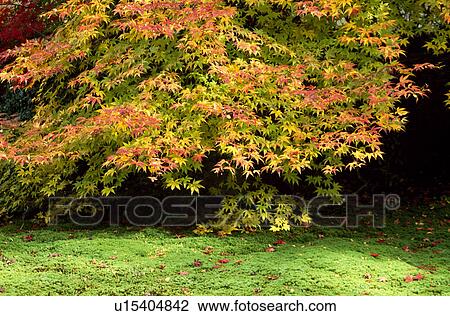 Autumn leaves View Large Photo Image Stock Image - Autumn leaves. Fotosearch