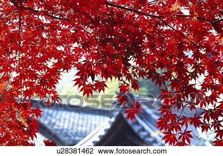 Autumn leaves View Large Photo Image Stock Image - Autumn leaves. Fotosearch