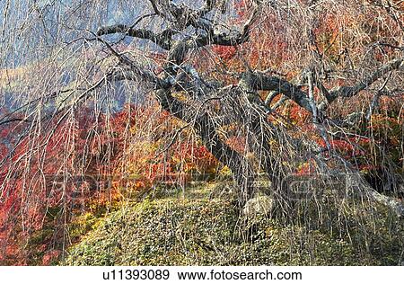 Autumn leaves View Large Photo Image Stock Photo - Autumn leaves. Fotosearch
