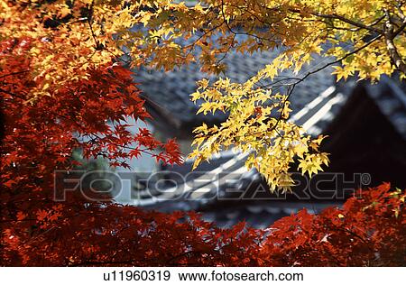 Autumn leaves View Large Photo Image Stock Photo - Autumn leaves. Fotosearch