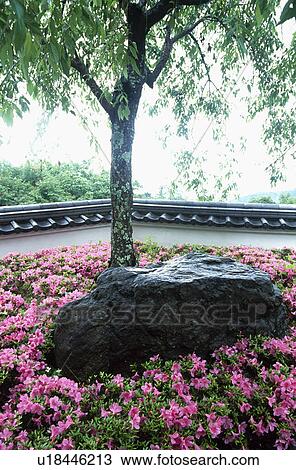 Stock Image - Azalea. Fotosearch