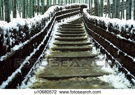 Bamboo grove and snow View Large Photo Image Stock Image - Bamboo grove and snow. Fotosearch
