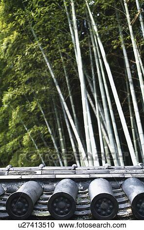 Bamboo grove and tiled roof View Large Photo Image Stock Image - Bamboo grove and tiled roof. Fotosearch