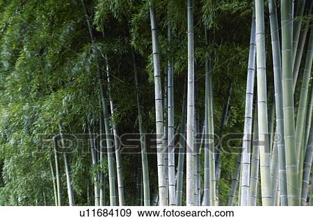 Stock Photo - Bamboo grove. Fotosearch