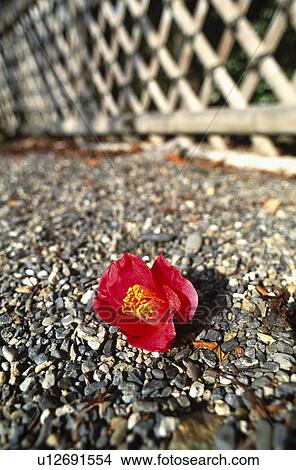 Camellia on ground View Large Photo Image Picture - Camellia on ground. Fotosearch