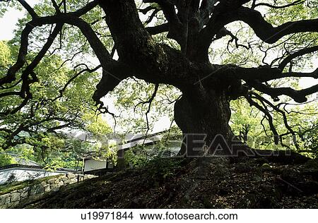 Camphor tree and Japanese architecture View Large Photo Image Picture - Camphor tree and Japanese architecture. Fotosearch