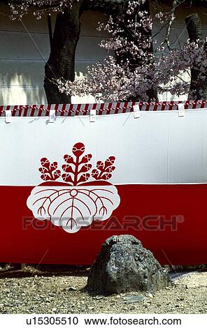 Cherry blossoms and curtain View Large Photo Image Stock Image - Cherry blossoms and curtain. Fotosearch