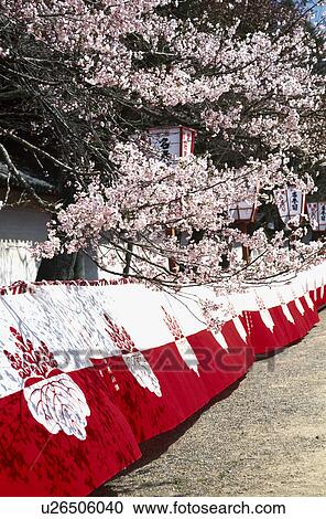 Stock Image - Cherry blossoms and curtain. Fotosearch