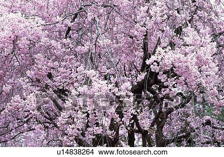 Picture - Cherry blossoms. Fotosearch