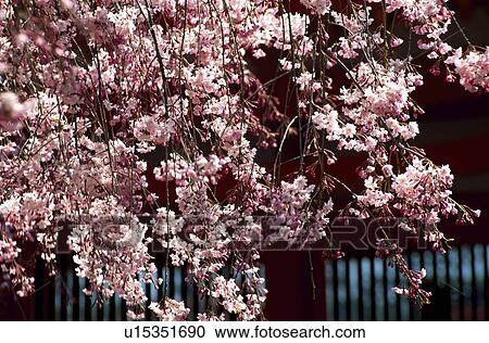 Cherry blossoms View Large Photo Image Stock Image - Cherry blossoms. Fotosearch