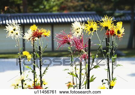 Chrysanthemum and Japanese garden View Large Photo Image Stock Image - Chrysanthemum and Japanese garden. Fotosearch