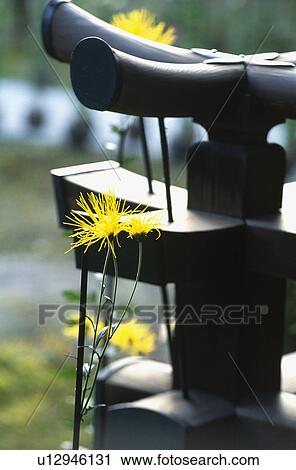 Stock Image - Chrysanthemum and parapet. Fotosearch