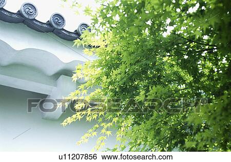 Fresh green and tiled roof View Large Photo Image Stock Photograph - Fresh green and tiled roof. Fotosearch