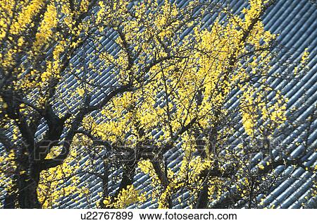 Stock Photo - Ginkgo. Fotosearch