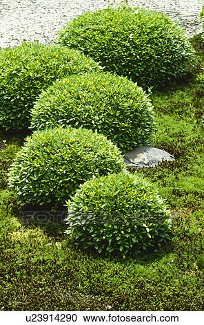 Stock Image - Japanese garden. Fotosearch
