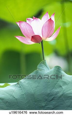 Stock Photograph - Lotus Flower. Fotosearch