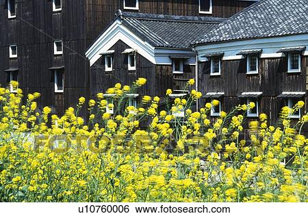 Stock Photograph - Sake cellar and rape blossoms. Fotosearch