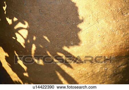 Shadow of flower View Large Photo Image Stock Image - Shadow of flower. Fotosearch