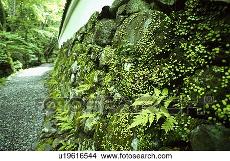 Picture - Stone wall and moss. Fotosearch