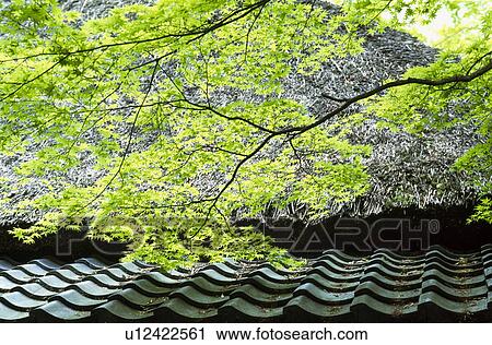 Tiled roof, thatched roof and fresh green View Large Photo Image Stock Image - Tiled roof, thatched roof and fresh green. Fotosearch