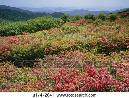 Azalea, Kesennuma, Miyagi, Japan View Large Photo Image Stock Image - Azalea, Kesennuma, Miyagi, Japan. Fotosearch
