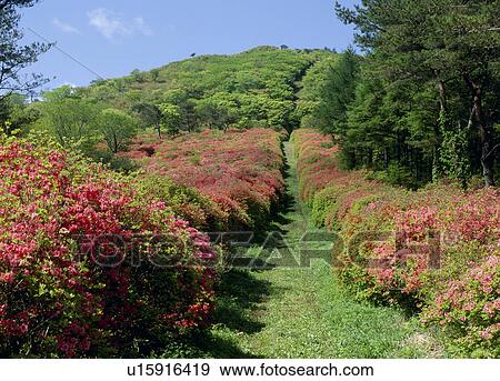 Stock Photo - Azalea, Kesennuma, Miyagi, Japan. Fotosearch