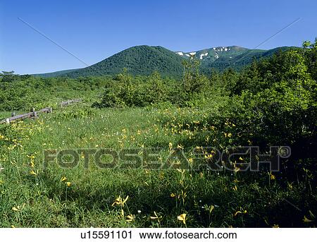 Stock Image - Daylily, Kurihara, Miyagi, Japan. Fotosearch