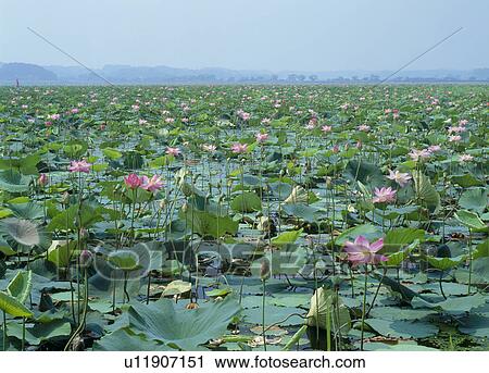 Stock Image - Lotus, Kurihara, Miyagi, Japan. Fotosearch