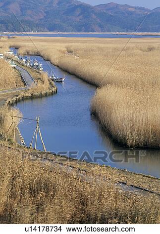 Reed Bed, Ishinomaki, Miyagi, Japan View Large Photo Image Picture - Reed Bed, Ishinomaki, Miyagi, Japan. Fotosearch