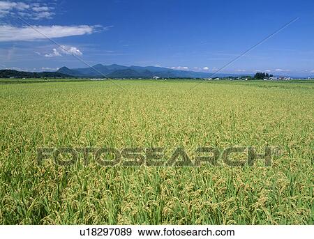 Stock Photo - Rice Field, Taiwa, Miyagi, Japan. Fotosearch