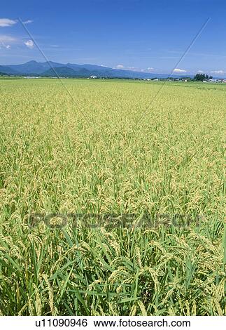 Stock Photograph - Rice Field, Taiwa, Miyagi, Japan. Fotosearch