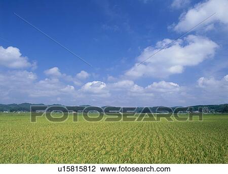 Rice Field, Zao, Miyagi, Japan View Large Photo Image Stock Image - Rice Field, Zao, Miyagi, Japan. Fotosearch