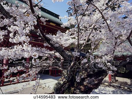 Stock Image - Shiogama Shrine, Shiogama, Miyagi, Japan. Fotosearch