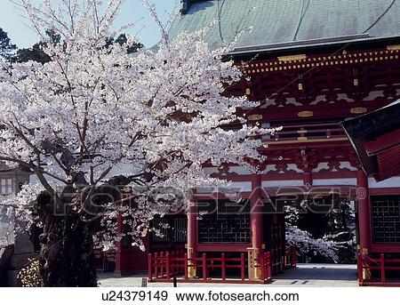 Stock Photo - Shiogama Shrine, Shiogama, Miyagi, Japan. Fotosearch