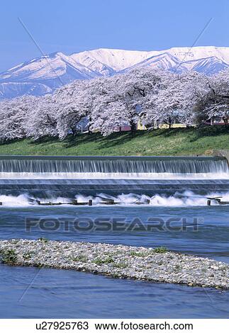 Shiroishi River and Cherry Blossoms, Ogawara, Miyagi, Japan View Large Photo Image Stock Image - Shiroishi River and Cherry Blossoms, Ogawara, Miyagi, Japan. Fotosearch