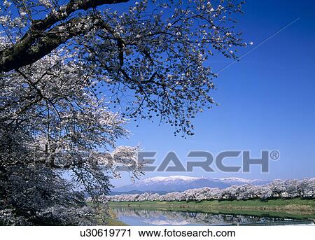 Shiroishi River and Cherry Blossoms, Ogawara, Miyagi, Japan View Large Photo Image Stock Image - Shiroishi River and Cherry Blossoms, Ogawara, Miyagi, Japan. Fotosearch
