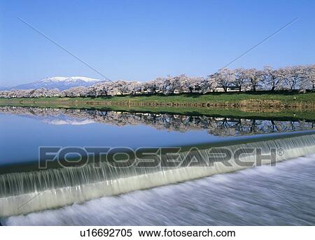 Shiroishi River and Cherry Blossoms, Ogawara, Miyagi, Japan View Large Photo Image Stock Photography - Shiroishi River and Cherry Blossoms, Ogawara, Miyagi, Japan. Fotosearch