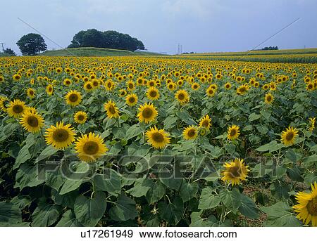 Stock Photo - Sunflower Hill, Osaki, Miyagi, Japan. Fotosearch