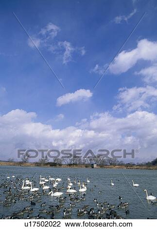 Swan, Tome, Miyagi, Japan View Large Photo Image Stock Image - Swan, Tome, Miyagi, Japan. Fotosearch