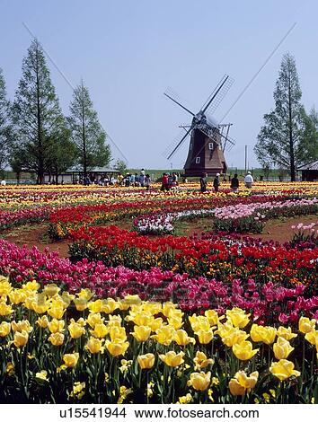 Picture - Akebonoyama Agricultural Park, Kashiwa, Chiba, Japan. Fotosearch