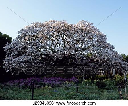 Stock Photograph - Big Cherry Tree, Inba, Chiba, Japan. Fotosearch