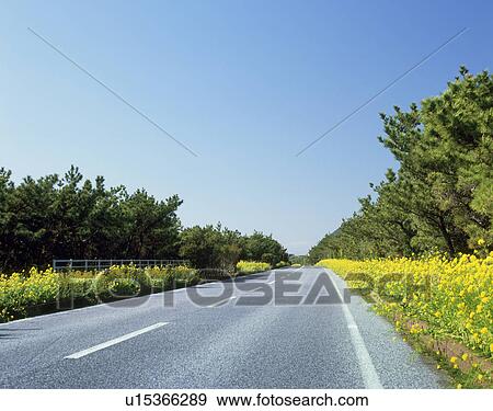 Boso Flower Line, Tateyama, Chiba, Japan View Large Photo Image Stock Photo - Boso Flower Line, Tateyama, Chiba, Japan. Fotosearch