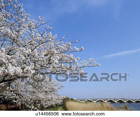 Stock Photograph - Cherry Blossoms and Tega Bridge, Abiko, Chiba, Japan. Fotosearch
