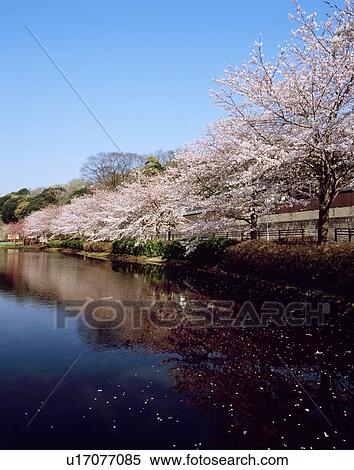 Cherry Blossoms, Chiba, Japan View Large Photo Image Stock Photography - Cherry Blossoms, Chiba, Japan. Fotosearch